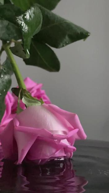 Натуральный гидролат розы, спрей для лица и волос Mandragora magic beauty 100 мл ОПТ фото 4