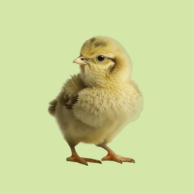 Комбикорм полнорационный для цыплят ПК-0  фото 1