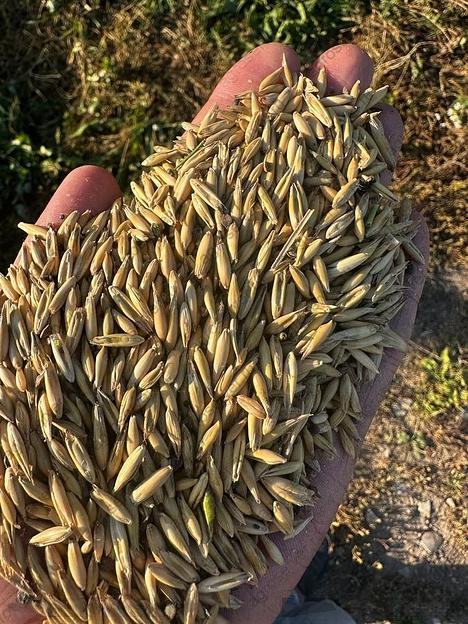 Овес фуражный фото 2