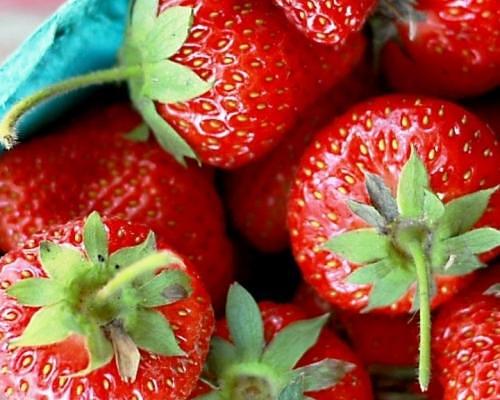 Земляника садовая ОПТ фото 1