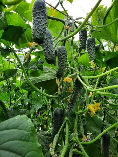 Семена огурца «F1 Бомбардир» опт фото 2