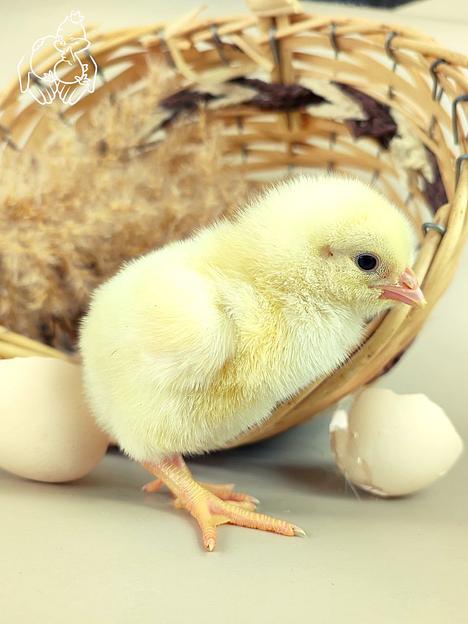 Суточный цыплёнок бройлер КОББ 700 ОПТ фото 1