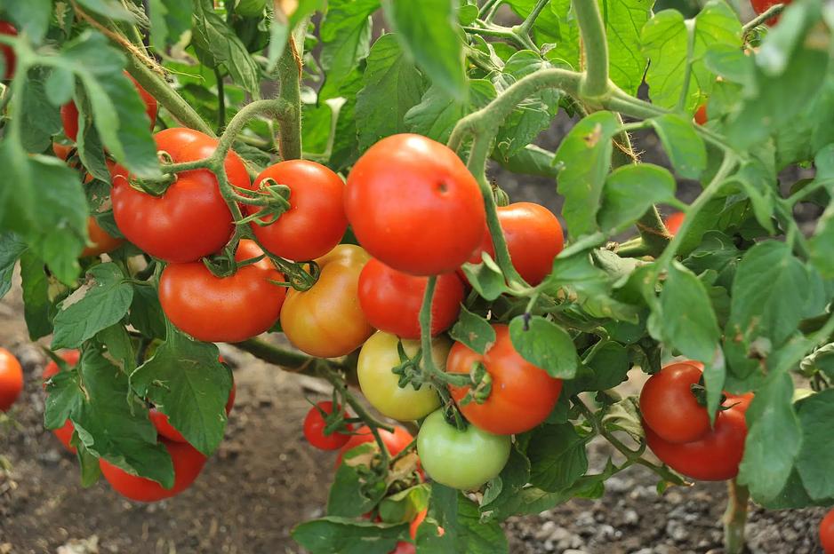 Семена посевные Томат «Надежда F1» ОПТ фото 5