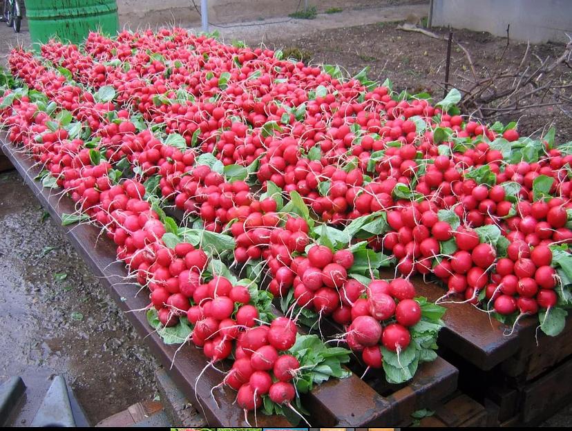 Семена редиса всесезонный скороспелый Сора 250 гр «Graines Voltz» ОПТ фото 1