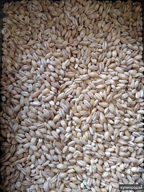 Крупа перловая Интер Сейл фото 1