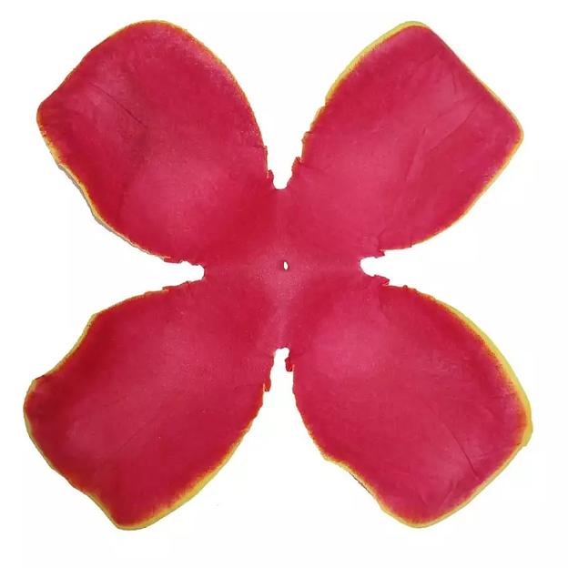 Заг-ка для розы YZ-65 оранжевой с жёлт.кантом 4-кон. больш. шир. 14,5-17см 800шт/кг фото 1