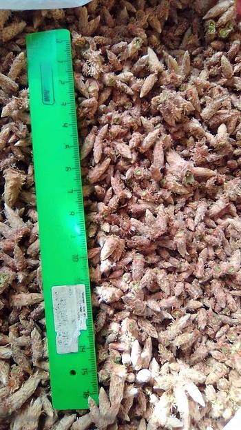 Сосновая почка фото 1