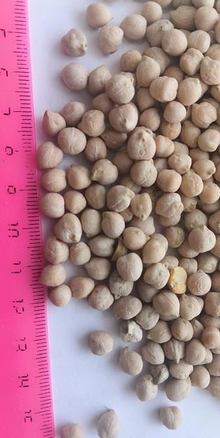 Нут «Алтайский» опт фото 1