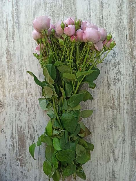 Розы сорта Лавендер Бабблс ОПТ фото 1