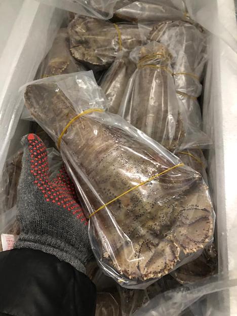 Песчаный лобстер замороженный фото 7