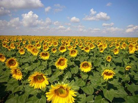 Семена Витязь фото 2