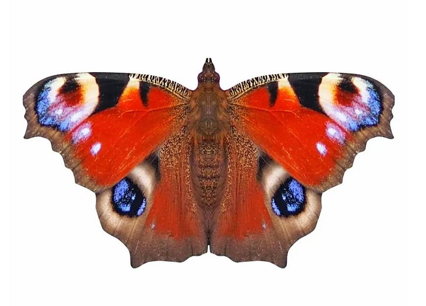 Деревянные пазлы «Павлиний глаз» S 25×14 см 153 деталей фото 1