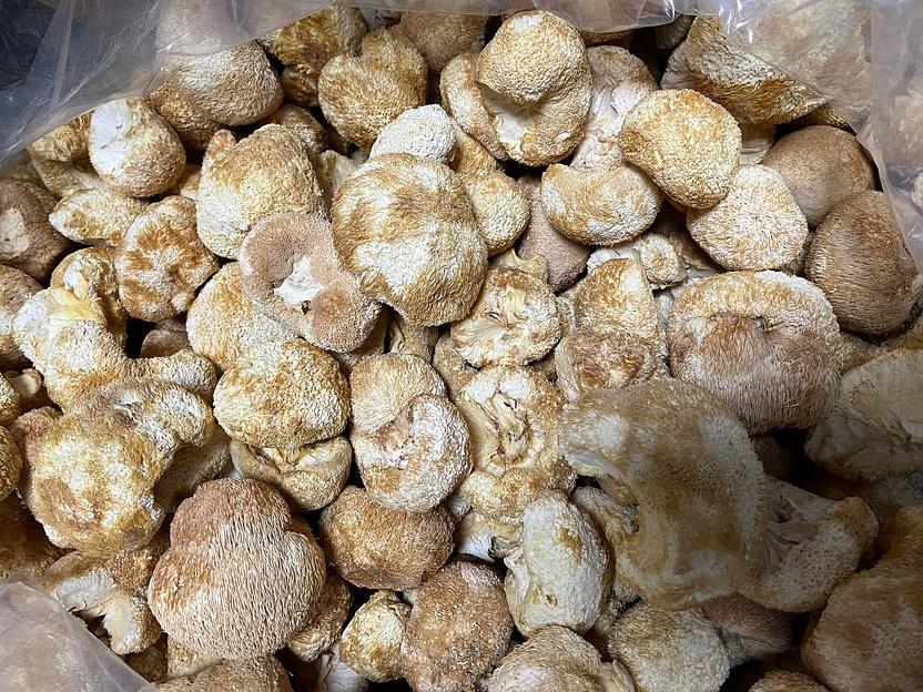 Ежовик гребенчатый опт фото 2