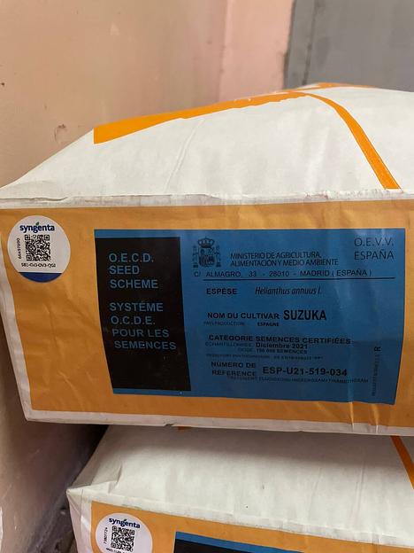 Гибрид семян подсолнечника «СУЗУКА» фото 3