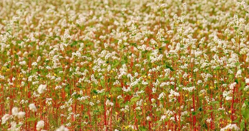Семена гречихи «ТЕМП» опт фото 1