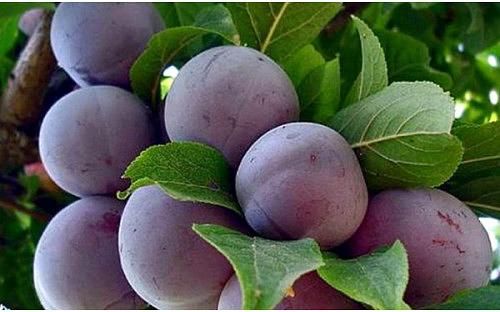 Саженцы плодового дерева - Слива домашняя «Ренклод Тамбовский» фото 1