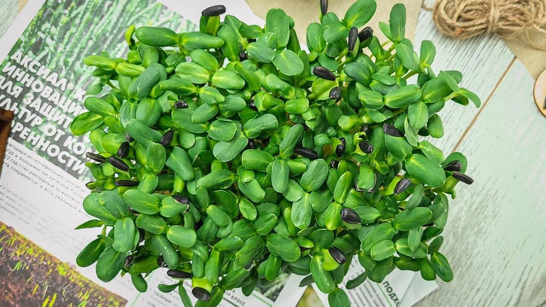 Микрозелень подсолнечник ОПТ фото 1