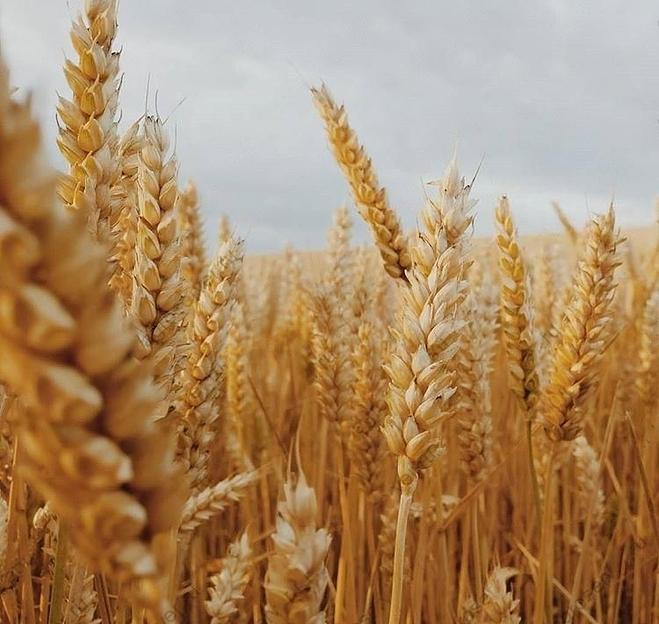 Семена пшеницы озимой фото 1