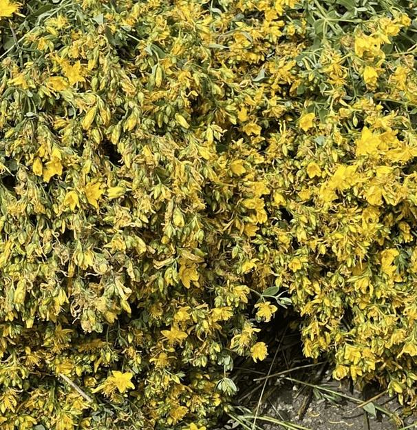 Травяной сбор - Зверобой фото 1