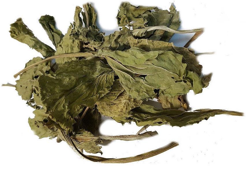 Листья большого подорожника фото 1