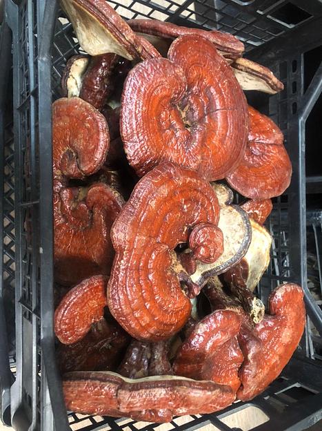 Гриб Рейши опт фото 3