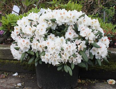 Саженцы декоративные - Рододендрон вечнозеленый Madame Masson Опт фото 1