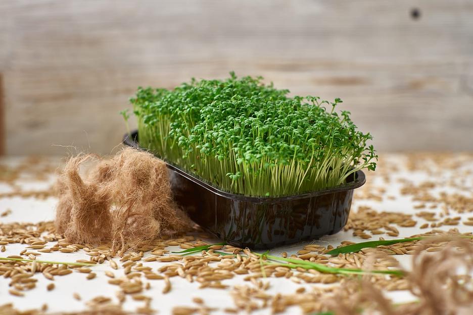 Кресс-салат ОПТ фото 4