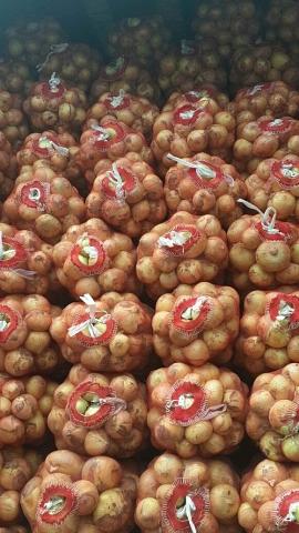 Свежие овощи «Лук желтый репчатый», опт фото 2