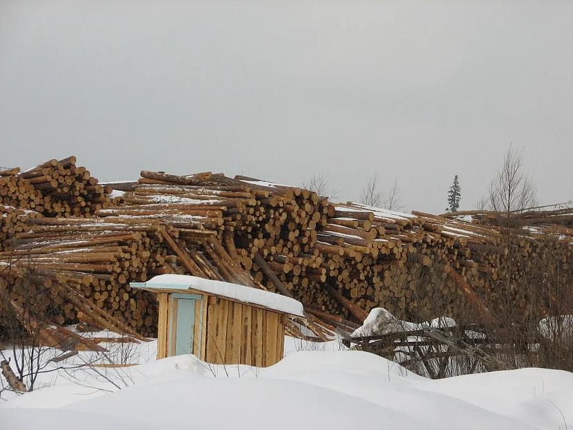 Пиловочник (круглый лес) хвойных пород сосна ОПТ фото 4