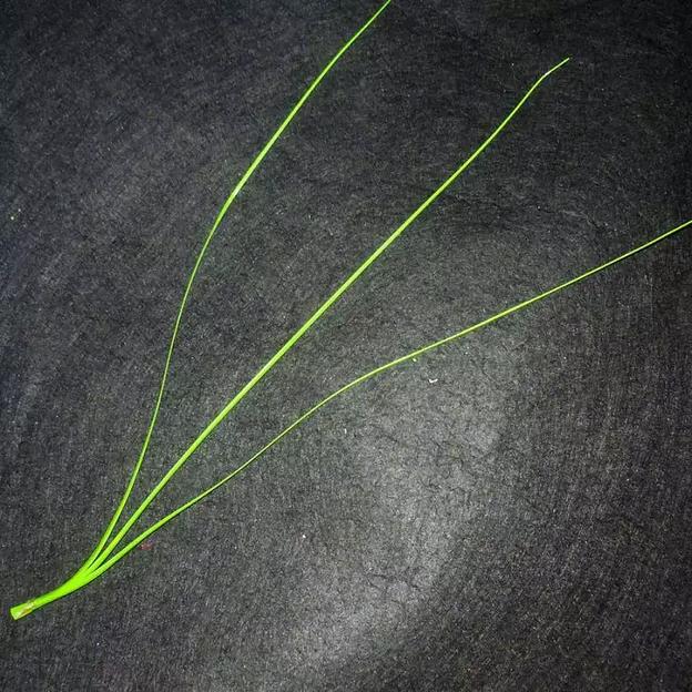 Добавка на ветку осока тройная 27см (пучок около 200 штук) 4400шт/кг фото 1