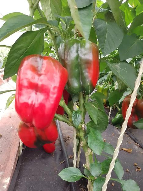 Семена посевные Перец сладкий «Клаудио F1» ОПТ фото 2