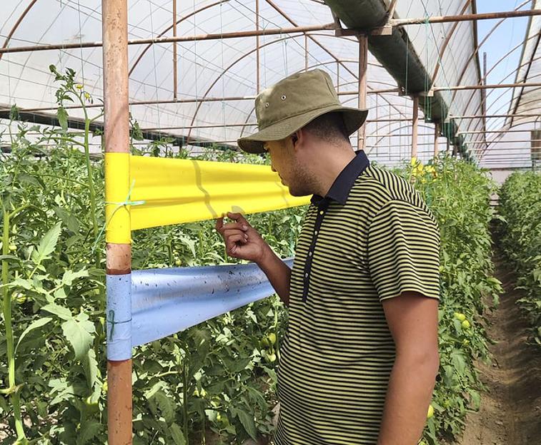 Малая синяя рулонная ловушка фото 2