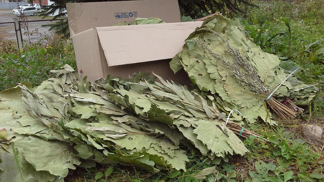 Веник дубовый для бани дуб Монгольский с Земли Дальневосточного Леопарда фото 1