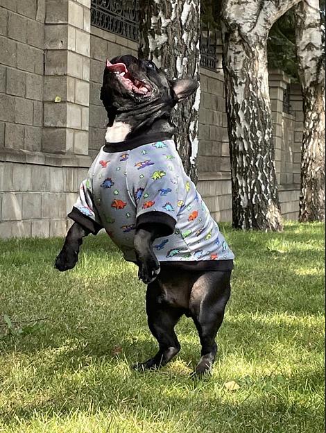 Одежда для животных Аtiarella Рets толстовка без капюшона, размер 29, опт фото 2