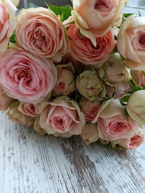 Розы сорта Кэти Грандмас Файнест ОПТ фото 2