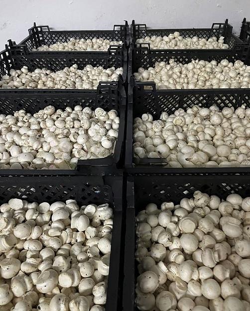 Грибы Шампиньоны свежие Опт Москва и МО фото 3