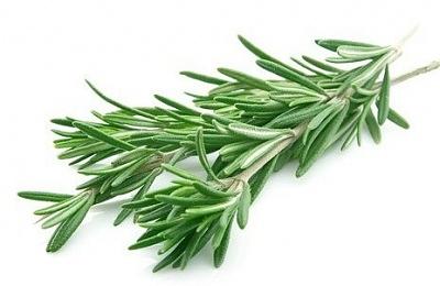 Свежая зелень «Розмарин», опт фото 1