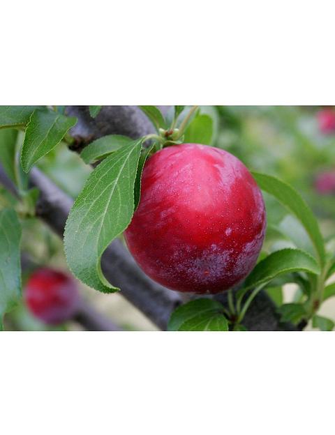 Саженец Слива Скороплодная от питомника AXKZ ОПТ фото 1