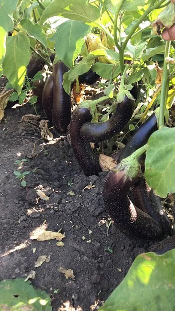 Семена посевные Баклажан крепыш F1, опт фото 3