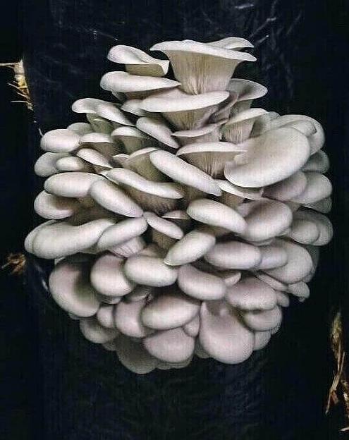 Мицелий гриба вешенки штамм Р24 ОПТ фото 1