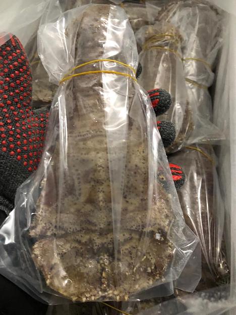 Песчаный лобстер замороженный фото 6