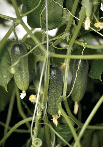 Семена огурца Bejo Zaden «Адам» F1 опт фото 1