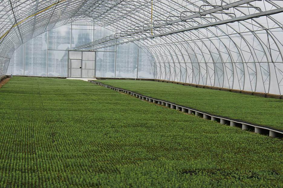 Семена лиственницы ОПТ фото 6