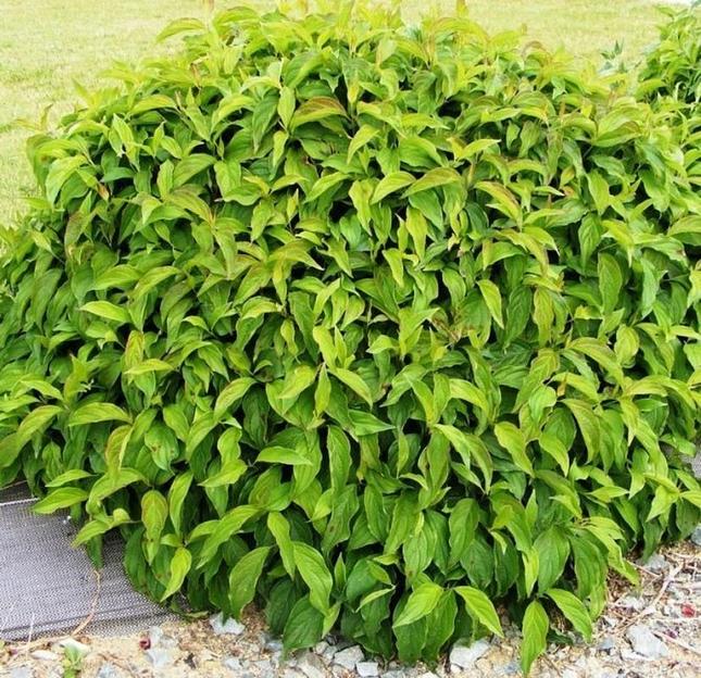 Саженцы кустарника Дерен отпрысковый Флавирамеа фото 1