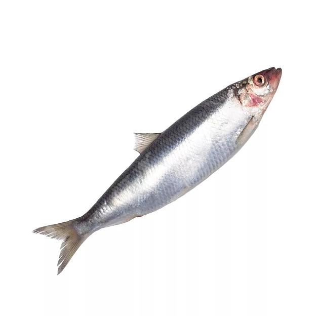 Сельдь 350+ 1/29 Фарерские Острова ОПТ фото 1