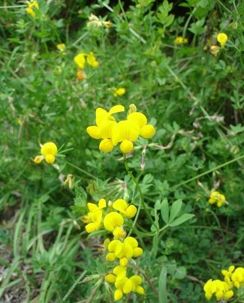 Семена лядвенаца рогатого «Солнышко» опт фото 1