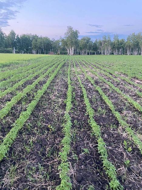 Конопляный чай CBD, 20 г ОПТ фото 3