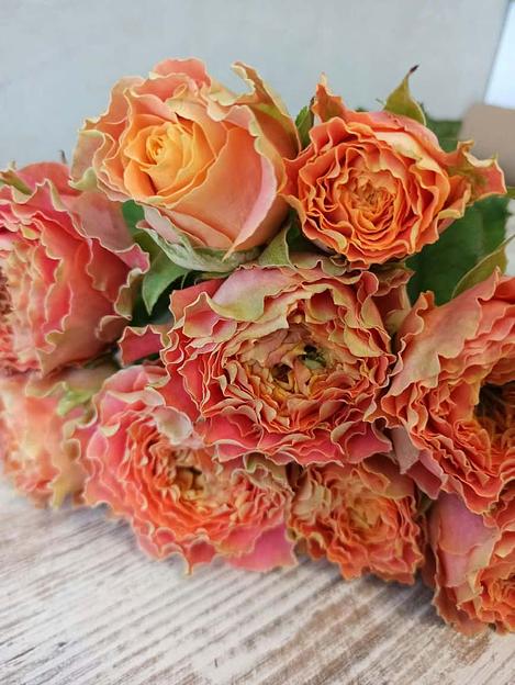 Розы сорта Кантри Луиза Спирит ОПТ фото 3