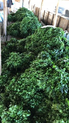 Свежая зелень «Петрушка», опт фото 2