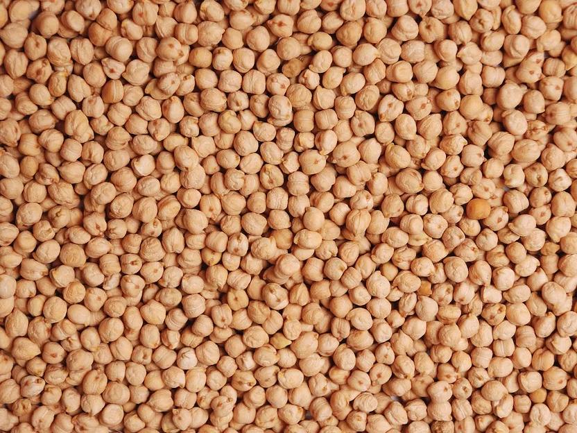 Семена нута фото 3